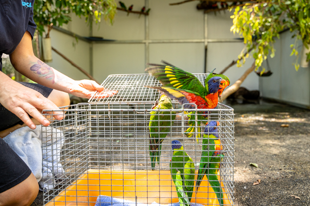 Lorikeets being released into their enclosure by RSPCA Queensland Wildlife Vets